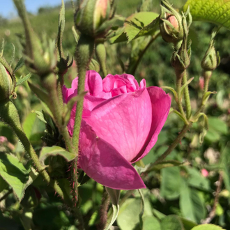 Роза Дамасцена (Rosa damascena), Турция 1 г - 100% натуральное эфирное масло