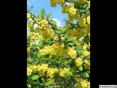 Барбарис Тунберга Indian Summer