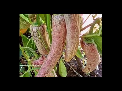 Перец острый Элефант (Elephant pepper)
