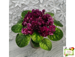 СВ-Город Солнечногорск (О.Емельянова) 2023 г. трейлер