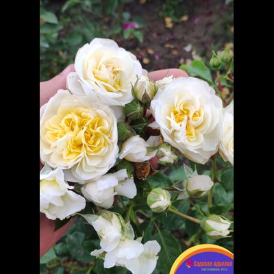 Лаитоз (Laitoz) (Белый Леонардо Да Винчи)