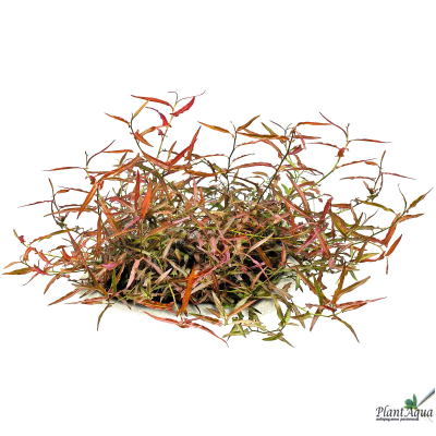 Полигониум Рубра (горшок)