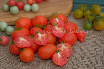 Томат Dwarf Painted Lady (гном Красочная Леди), 10 шт