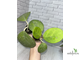 25/07/2025 Hoya Obovata