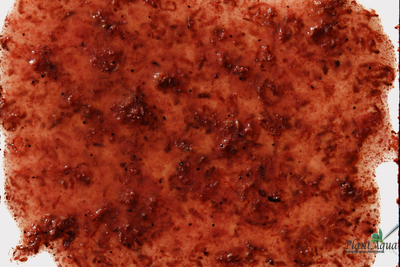 Tetra FreshDelica Krill (желе креветки), упаковка 6г (2х3г)