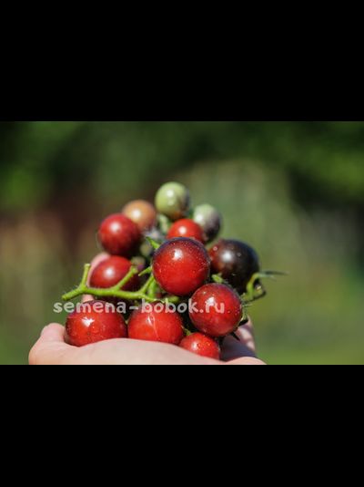 Томат Черри Смурфиника, 10 шт