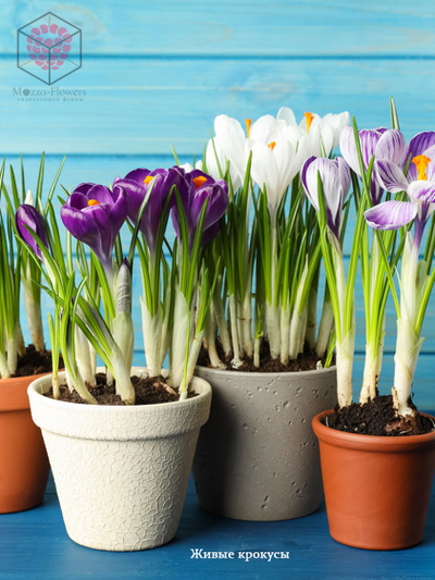 Набор вайнеров и каттеров "Крокус"