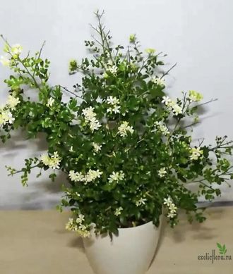 Murraya min-a-min compacta / Муррайя мин-а-мин компактная