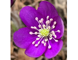 Hepatica nobilis Violetta
