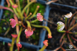 SARRACENIA MIX