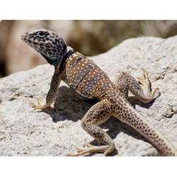 Игуана ошейниковая двукольчатая