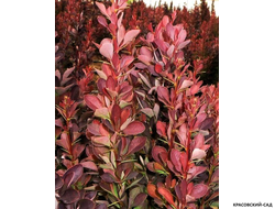 Барбарис Тунберга Red Pillar - фото крупным планом - красовский-сад.рф