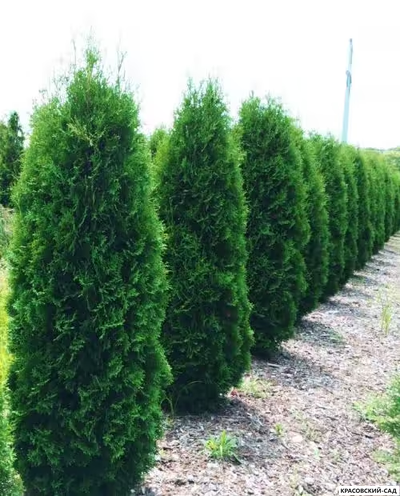 Туя Малониана