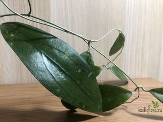 Hoya sp.Teneba