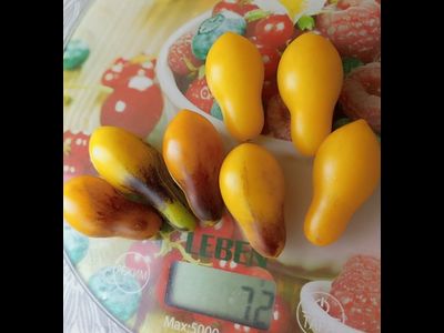 Томат черри Индиго кумкват грушевидный, (Indigo Kumquat pear)