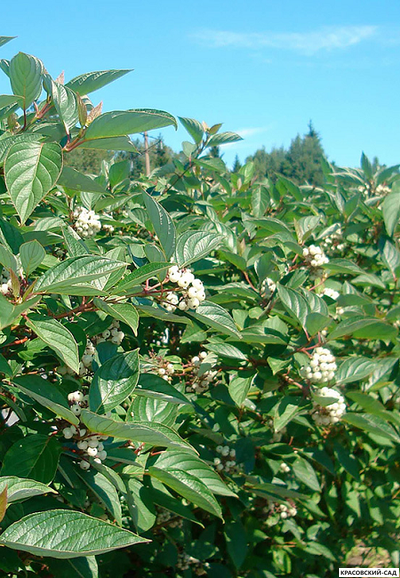 Дерен белый Сибирика фото в саду красовский-сад.рф