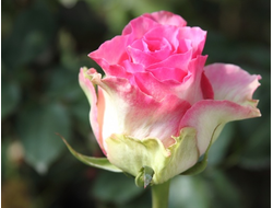 Малибу (Malibu ), срезочная,Interplant