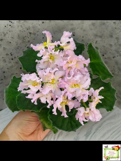 РМ-Солнечное Конфетти (Н. Скорнякова) 2022 г.