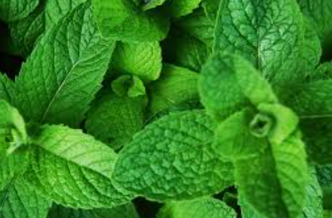 настой листьев мяты