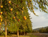 Лиственница сибирская (Larix sibirica)