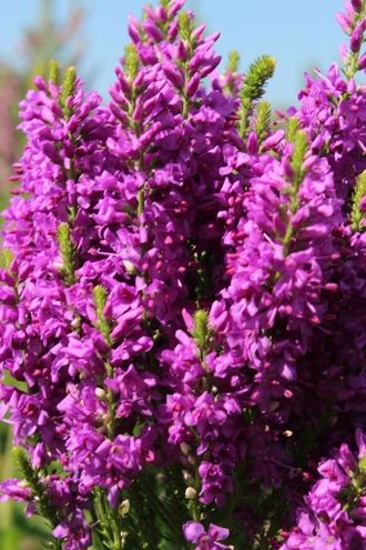 Вероника колосистая &quot;Purple Explosion&quot;, ЗКС