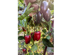 Перец острый Jalapeno Telica