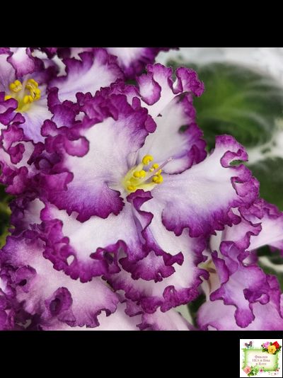 АВ-Навсегда (Фиалковод) 2021 г. (лист посажен 03.11.25)