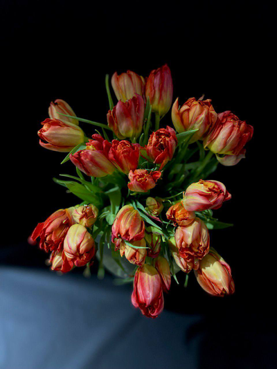 Тюльпаны пионовидные 25 шт