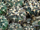 Gymnocalycium riojense VG-242 (D=18-20mm)