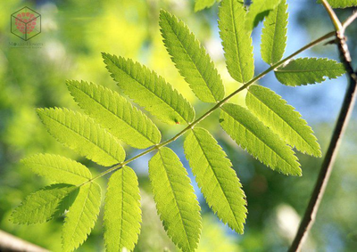 Набор молдов, вайнеров и каттеров "Рябина красная"