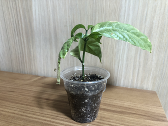 Tabernaemontana Divaricata ‘Cream margin leaf’