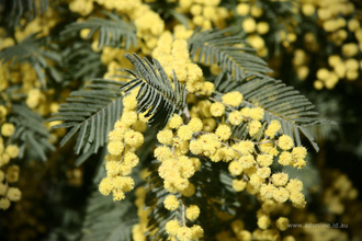Цветочный воск Мимоза (Acacia mearnsii) 10г