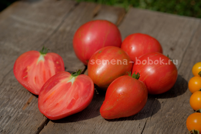 Томат Dwarf Rebel Starfigter Grandpa's Heart (Гном Восставший Звездный Истребитель Дедушкино Сердце), 10 шт