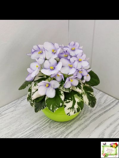 Н-Горный Воздух (Н. Бердникова) 2018