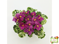 Mac's Pizzicato Paradise (G.McDonald) (лист укоренённый)