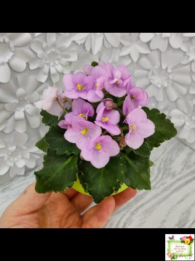 Morgan&#039;s Ivy League (C.Eros) (пестролистный гёрл)