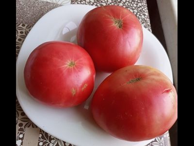 Томат Царский подарок