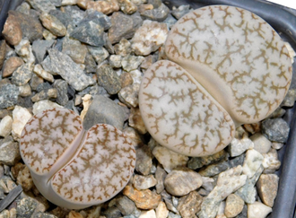 Lithops gracilidelineata v.waldroniae C189 (MG)  - 10 семян