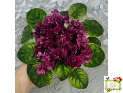 СВ-Город Солнечногорск (О.Емельянова) 2023 г. трейлер