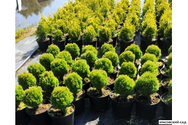 Туя Тини Тим Tiny Tim фотографии в питомнике - красовский-сад.рф