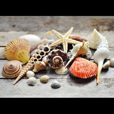 D0301 Ракушки