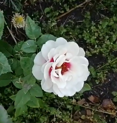 Роза Брайдсайд (Brideside) ОКС, Россия