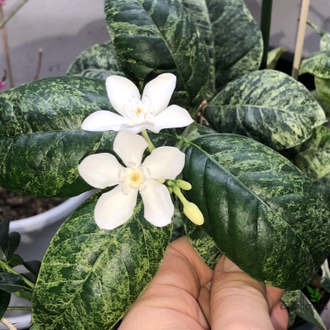 WRIGHTIA ANTIDYSENTERIСА Variegated (ХОЛАРЕНА ВАРИЕГАТНАЯ яркая вариегатность )