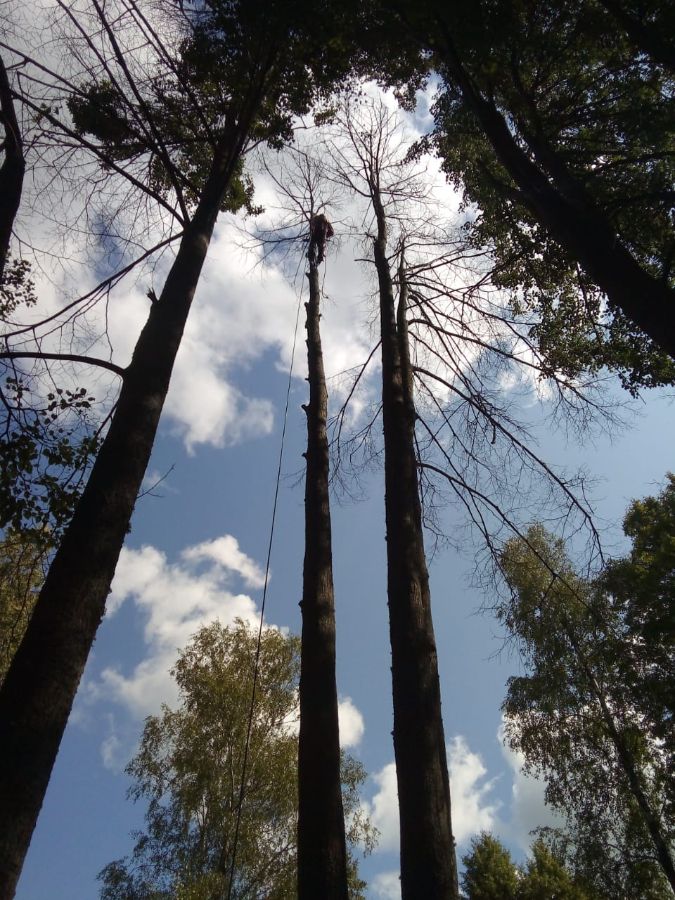 Удаление деревьев на кладбище д. Новое Село Старая Русса