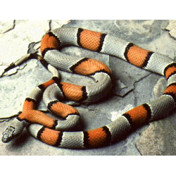 Серая королевская змея