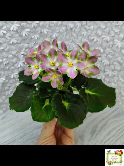 RIV-Амнезия (И. Растегаева) 2024 г.