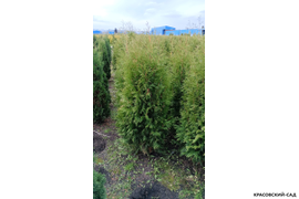 Туя Брабант фотография в земле Красовский-Сад.рф