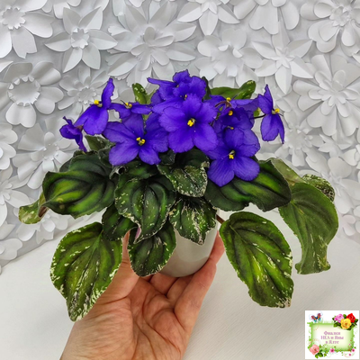 LV-БИГ (Л. Шевелева) 2024 г. трейлер (пасынок сорт посажен 15.08.25)