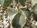 Astrophytum (4)