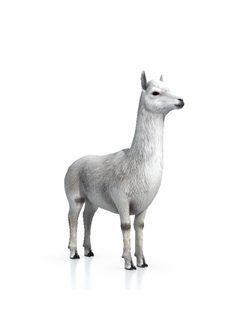 животные Альпака alpaca